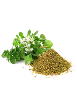 Oregano